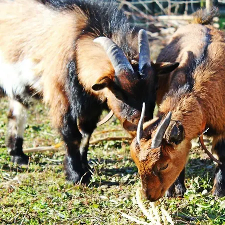 Vakantieboerderij Quintinha Da Avo - Viseu, Mountain Farm House Viseu