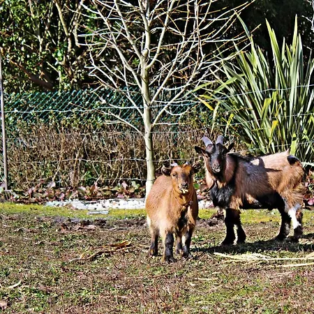 Quintinha Da Avo - Viseu, Mountain Farm House * Viseu