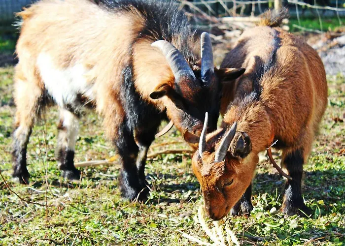 Bauernhof Quintinha Da Avo - Viseu, Mountain Farm House Viseu