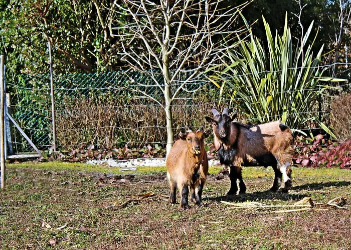 Quintinha Da Avo - Viseu, Mountain Farm House * Viseu